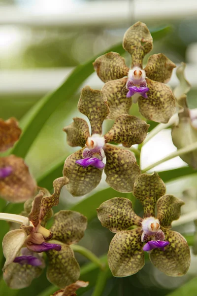 Voňavé orchidej vanda — Stock fotografie