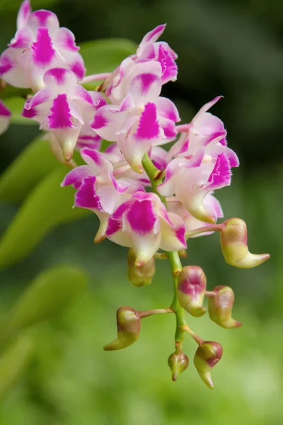 Ароматная орхидея, Aerides Orchid, видовое имя Aerides Koki — стоковое фото