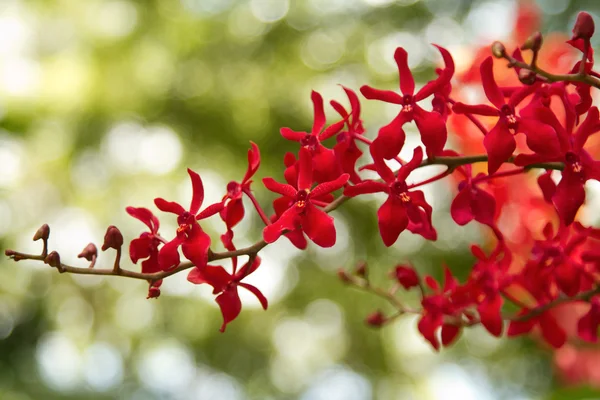 Piros gardent, Dendrobium orchidea — Stock Fotó