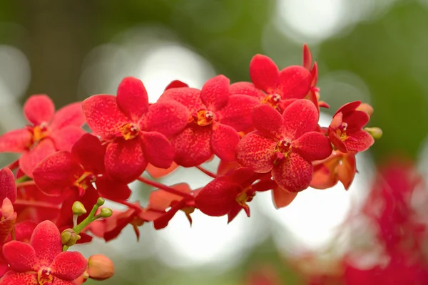 Orquídea roja, orquídea de Ascocenda — Foto de Stock