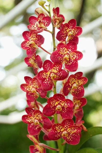 Červená orchideje, orchideje ascocenda — Stock fotografie