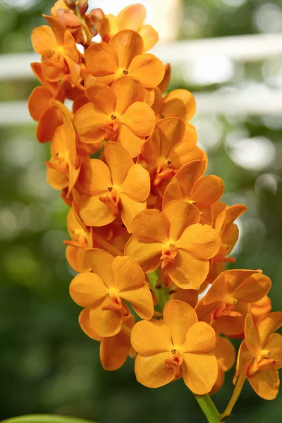 Oranžový orchideje, orchideje ascocenda — Stock fotografie