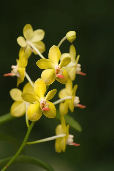 Fialový cattleya orchidej, isolatedp — Stock fotografie