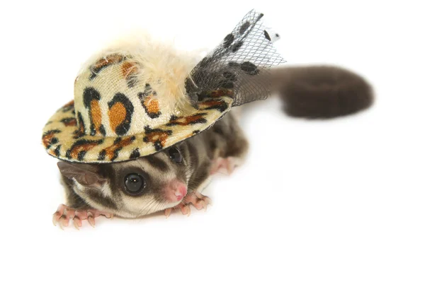 Young sugar glider with fashion hat ,isolate — Stock Photo, Image