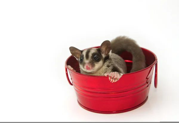 Young sugar glider in the red pot — Stock Photo, Image