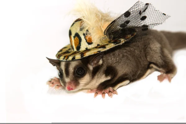 Young sugar glider with fashion hat ,isolate — Stock Photo, Image