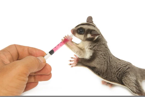 Veterinary is giving the medicine to young sugarglider — Stock Photo, Image