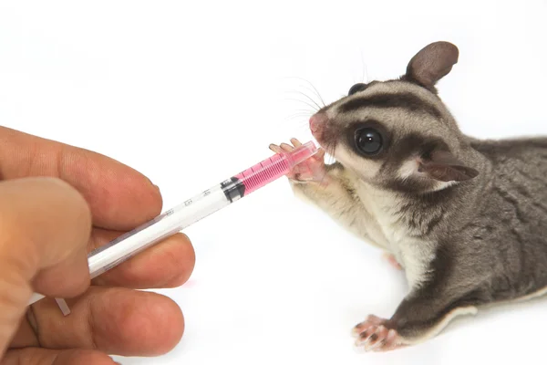 Veterinär ger medicinen till unga sugarglider — Stockfoto