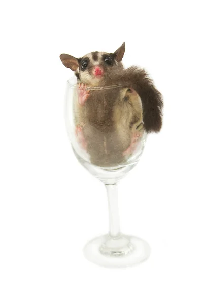 ワイングラスの若い sugarglider — ストック写真