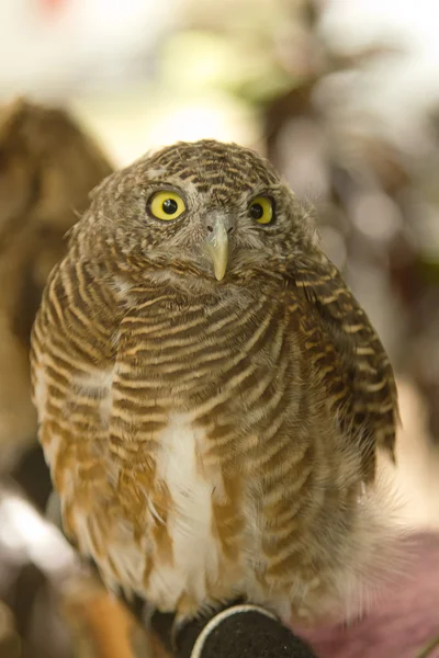 Little owl — Stock Photo, Image