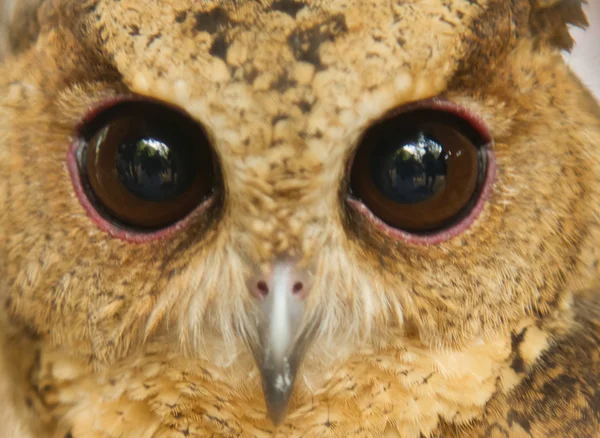 Closeup eye of owl — Stock Photo, Image