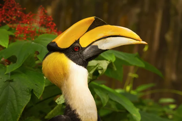 Closeup Wreathed Hornbill — Stock Photo, Image