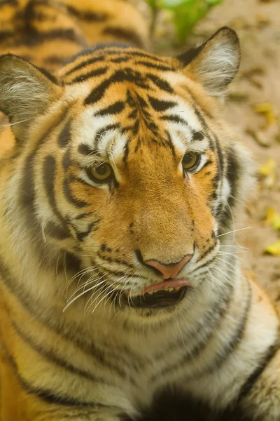 Tigre de primer plano —  Fotos de Stock