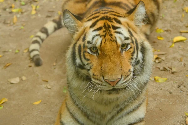 Closeup tijger — Stockfoto