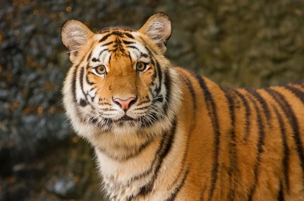 Portrét sibiřského tygra — Stock fotografie