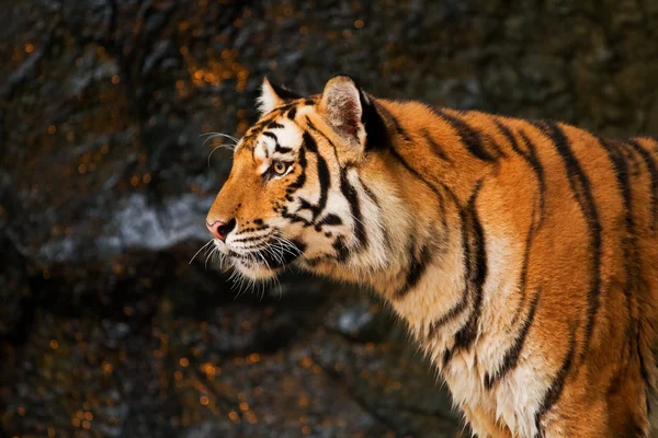 Portret van Siberische tijger — Stockfoto