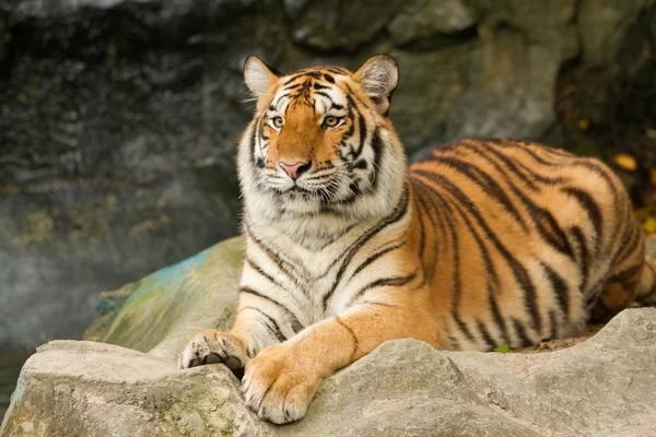 Retrato de tigre siberiano — Fotografia de Stock