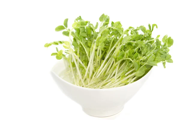 Snow Pea Sprouts — Stock Photo, Image