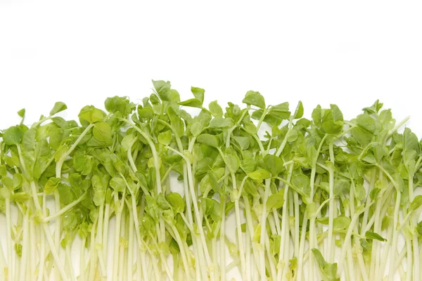 Snow Pea Sprouts — Stock Photo, Image