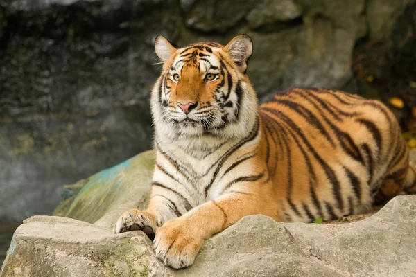 Portrét sibiřského tygra — Stock fotografie