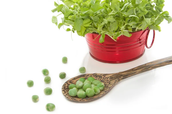 Green pea with snow pea sprouts ,healthy green vegetable — Stock Photo, Image