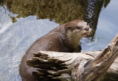 Oriental Short-Clawed su samuru (amblonyx cinereus) Yüzme