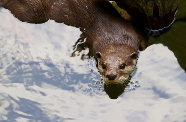 East Short-Clawed Otter (amblonyx cinereus) natación — Foto de Stock