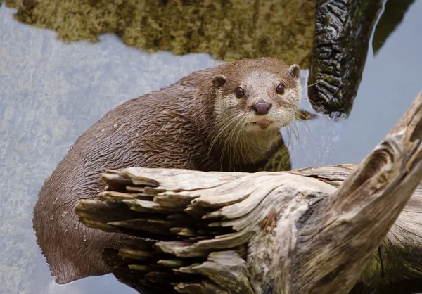 East Short-Clawed Otter (amblonyx cinereus) natación — Foto de Stock