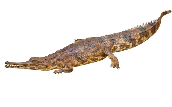 False gharial (Tomistoma schlegelii) — Stock Photo, Image