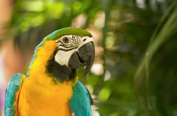 Разноцветный ара на дереве — стоковое фото