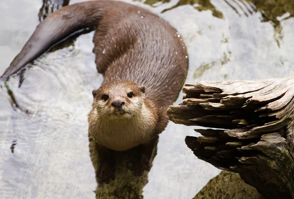 Oriental Short-Clawed Otter (amblonyx cinereus) swimming — Stock Photo, Image