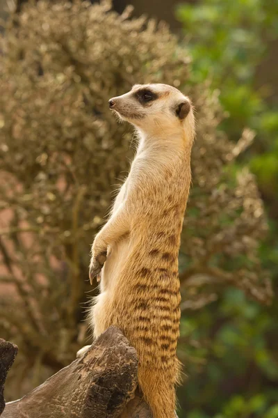 Meerkat looking alert for guard — Stock Photo, Image