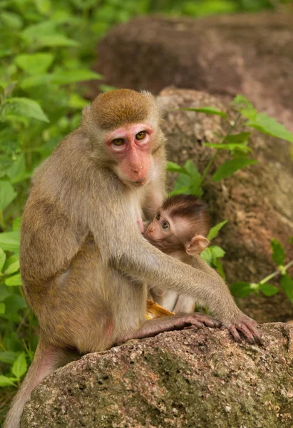 Monkey with a baby — Stock Photo, Image