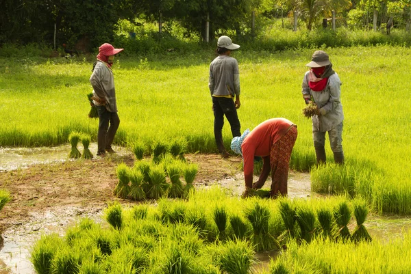 Préparation des agriculteurs thaïlandais semis de riz pour la plantation — Photo