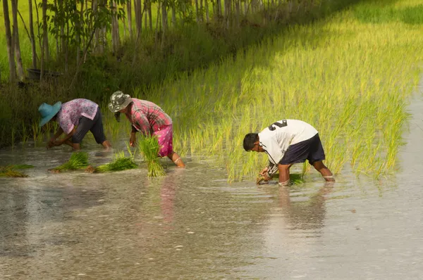 Fermier thaïlandais plantation sur les terres rizicoles paddy — Photo