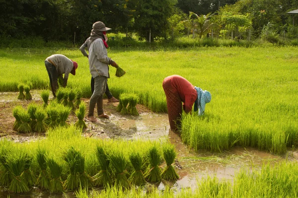 Preparación campesina tailandesa plántulas de arroz para siembra — Foto de Stock