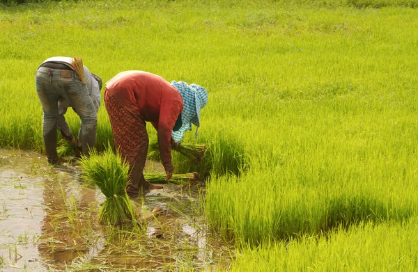 Preparação de lavradores tailandeses mudas de arroz para plantação — Fotografia de Stock