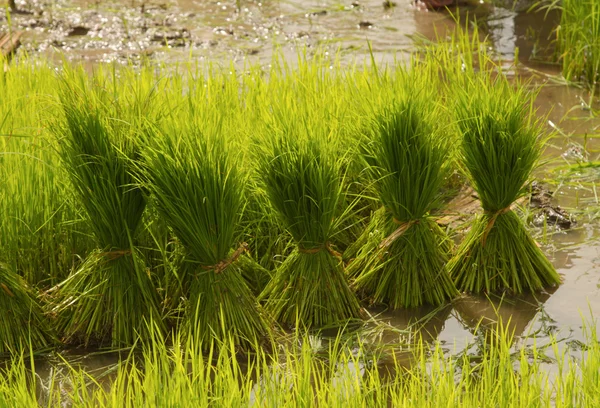 Crecimiento de arroz estilo tailandés — Foto de Stock