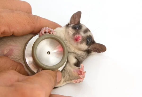 Sugarglider getting checkup by veterinary with stethoscope — Stock Photo, Image