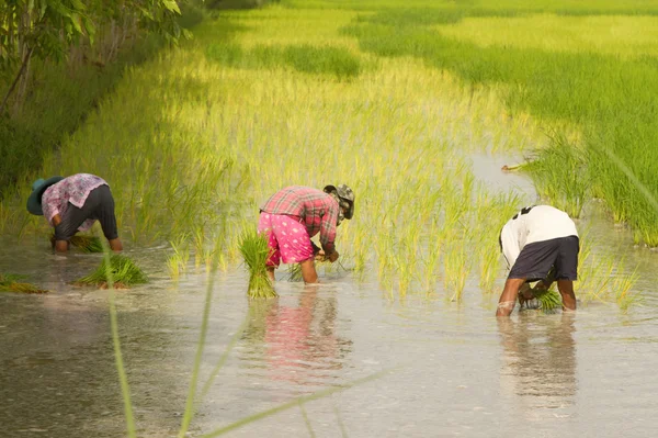 Agricultor tailandés plantando en el arrozal — Foto de Stock