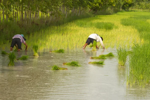Taylandlı çiftçi çeltik pirinç tarlalarına ekiyor. — Stok fotoğraf