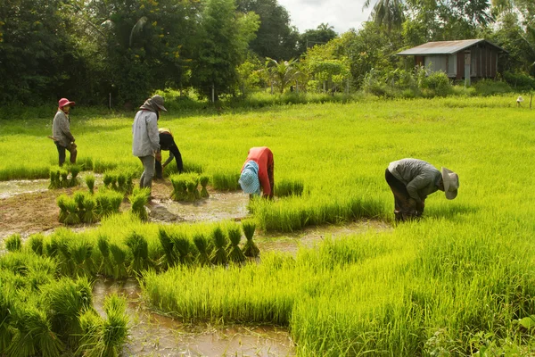 Preparação de lavradores tailandeses mudas de arroz para plantação — Fotografia de Stock