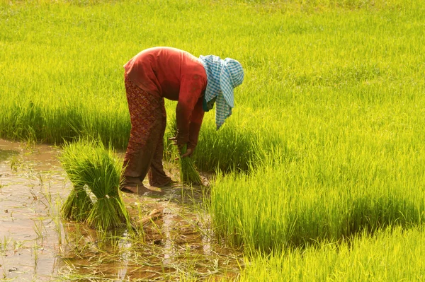 泰国农夫制备水稻幼苗种植 — 图库照片