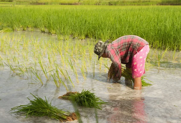 Agricultor tailandês plantando nas terras agrícolas de arroz paddy — Fotografia de Stock