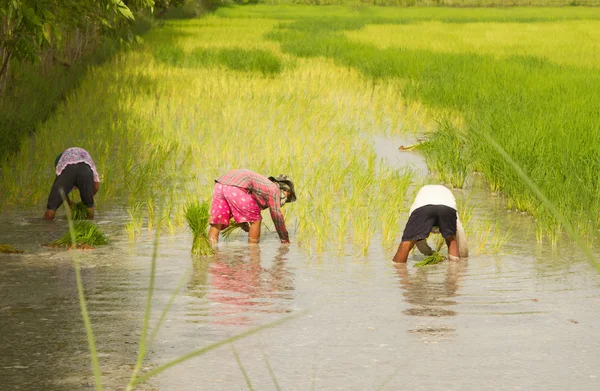 Agricultor tailandês plantando nas terras agrícolas de arroz paddy — Fotografia de Stock