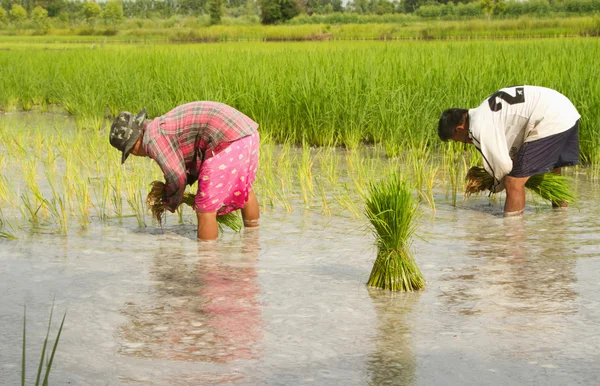 Thajský zemědělec sázející na rýžové pole — Stock fotografie