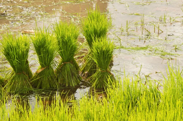 Cultivo de arroz estilo tailandés — Foto de Stock