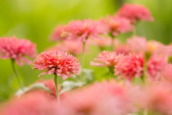 美しいピンクのジニア (セレクティブ フォーカスの庭) — ストック写真