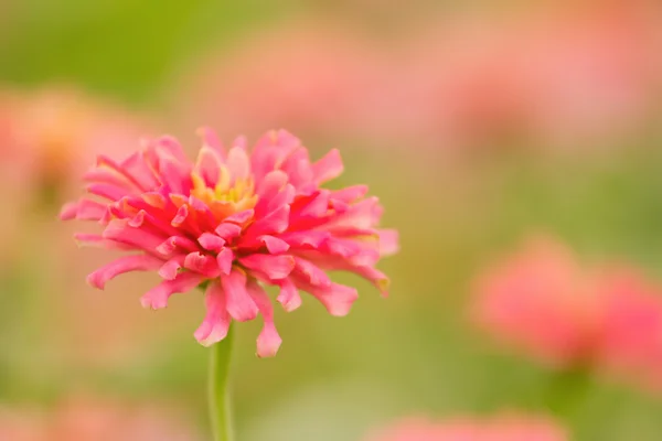 Garden of beautiful pink zinnia (selective focus) — Stock Photo, Image