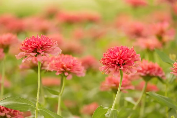 Garden of beautiful pink zinnia (selective focus) — Stock Photo, Image